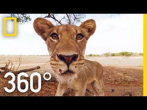 Immersive 360 degree video